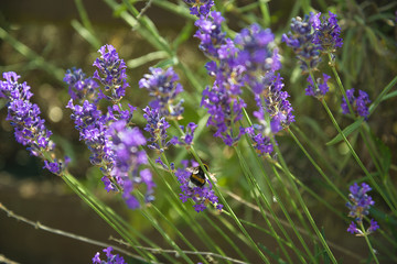 Lavender meadow and bumblebee