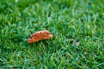 a piece of pine bark on a green lawn