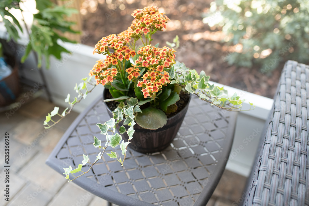 Wall mural Kalanchoe Blossfeldiana long-flowering perennial succulent growing with ivy in a pot on the patio