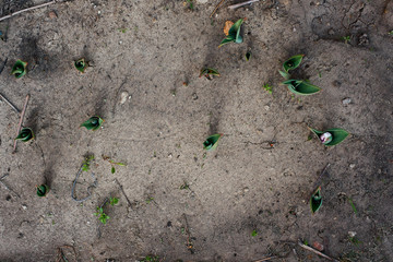 Sprouted tulips on a background of dirty earth