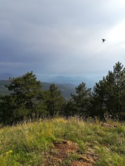 mountain landscape with a tree and bird