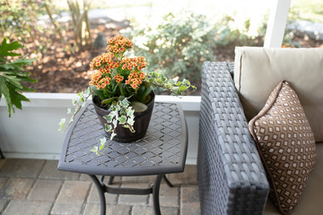 Kalanchoe Blossfeldiana long-flowering perennial succulent growing with ivy in a pot on the patio