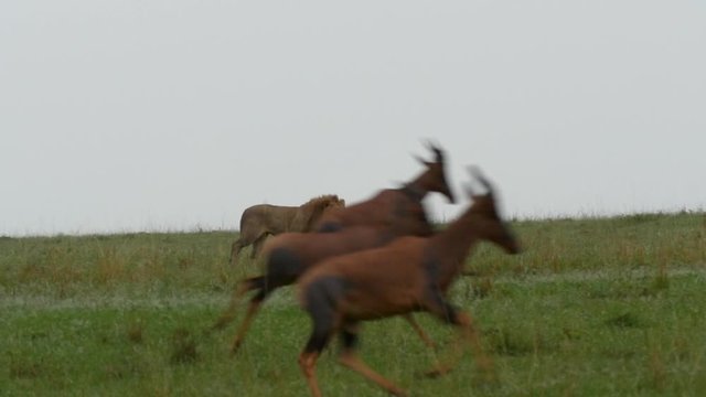 A lion hunts topi in the Masai Mara