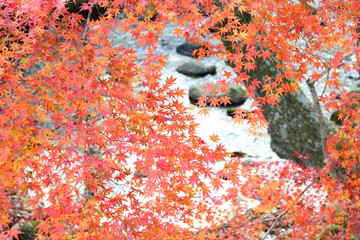 Beautiful colored leaves in Hananuki Gorge, Ibaraki JAPAN