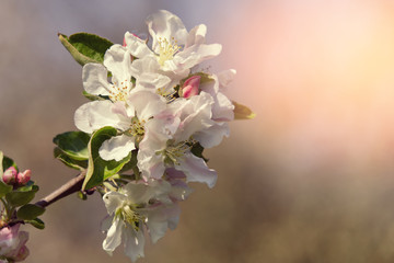 Beautiful apple tree blossoms at the sunshine in spring season