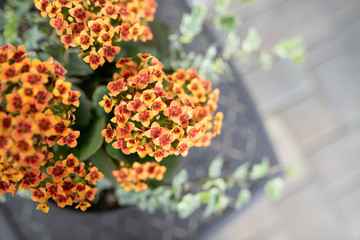 Kalanchoe Blossfeldiana long-flowering perennial succulent growing with ivy in a pot on the patio