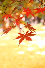 Beautiful colored leaves in Kyoto Japan