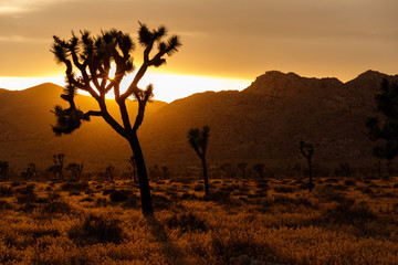 Joshua Tree