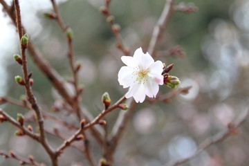 Cherry Blossom sakura bloom in Japan