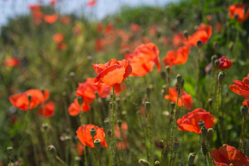 Fototapeta na wymiar Beautiful red wild poppy against the sunlight