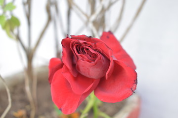 red rose in snow
