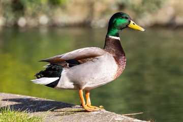 A male mallard duck standing at the waters edge © lemanieh