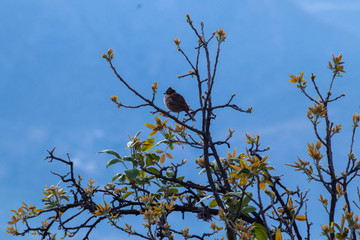 Pájaro sobre las ramas de un árbol 