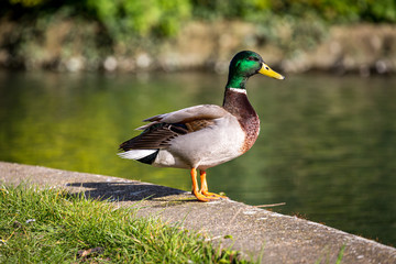 Naklejka na ściany i meble A male mallard duck standing at the waters edge