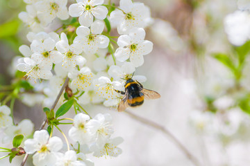Bumblebee pollinating cherry blossom in early sring © Johan