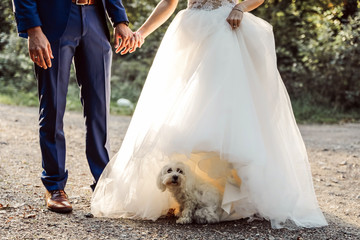 young married couple with small dog standing and holding hands, wedding day.