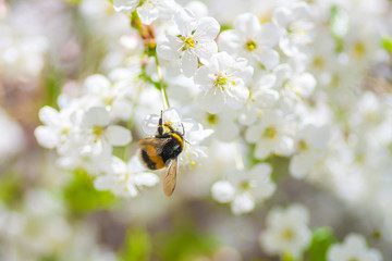 Bumblebee pollinating cherry blossom in early sring