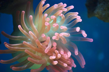 Fototapeta na wymiar clown fish on coral