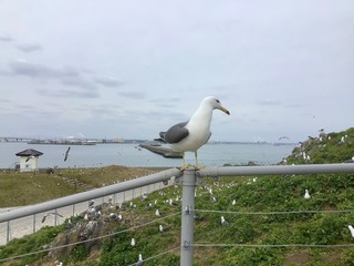 Black-tailed gull At Kabushima Shrine in Japan 