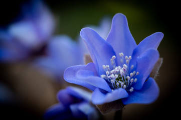 Leberblümchenblüte
