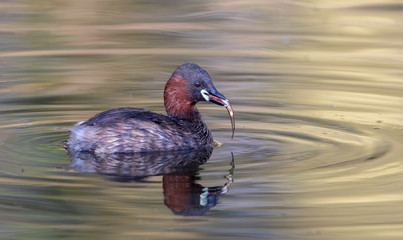 Little Grebe Fishing