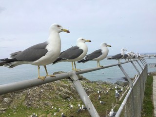 Black-tailed gull At Kabushima Shrine in Japan 