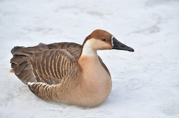 goose on snow
