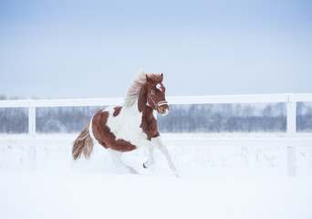 Pinto playing in a snowy field
