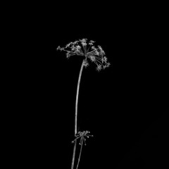dried plant in the dark