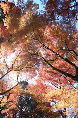 Beautiful colored leaves in Kyoto Japan