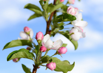 Blooming apple tree against a blue cloudy sky