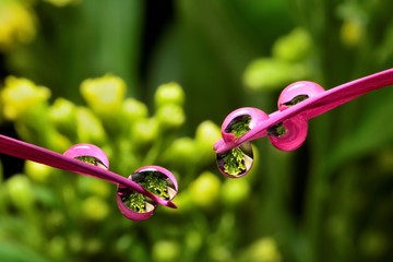 Gentle reflection on the water droplets macro photo