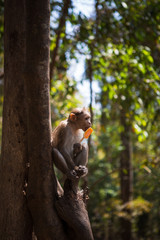 Fototapeta premium Monkey on a tree in India in a national Park waterfalls Athirapilly, Kerala. Monkey eats orange ice cream.