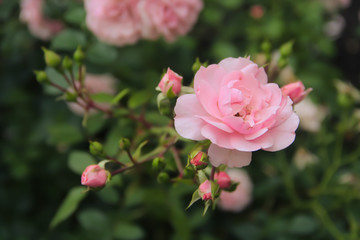 Obraz premium pink rose in garden