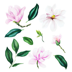 Light pink magnolia flowers and leaves, watercolor collection,
