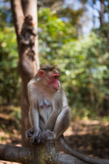 Monkey on a tree in India in a national Park waterfalls Athirapilly, Kerala. Monkey eats orange ice cream.