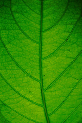 Fototapeta na wymiar abstracción de hojas con efecto de luz 