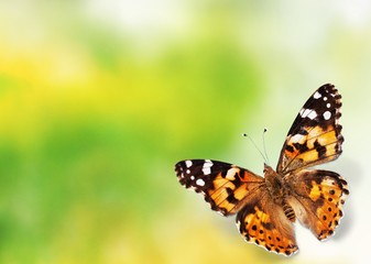 Obraz na płótnie Canvas Butterfly.
