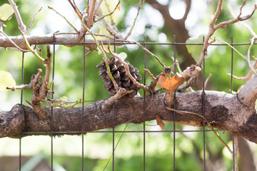 Piña de un pino en latinoamerica 