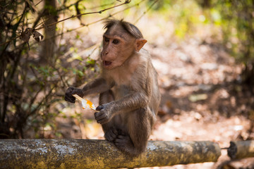 Naklejka na ściany i meble Monkey on a tree in India in a national Park waterfalls Athirapilly, Kerala. Monkey eats orange ice cream.