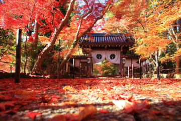 Beautiful Autumn Leaves at komyoji Kyoto JAPAN