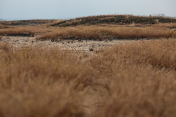 Bledow Desert  area of sands on the Silesia Highlands