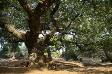 Ancient oak tree in Troodos in Cyprus. Under the oak tree a wooden bench. Cyprus Nature Reserve.