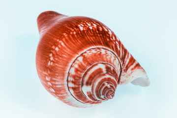 eine rötliche Muschel