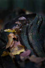 closeup of a small group of fungi on a tree trunk with colorful autumn leaves and blurry background