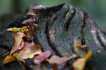 closeup of a small group of fungi on a tree trunk with colorful autumn leaves and blurry background