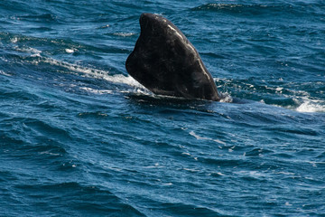 Fototapeta premium Avistando ballenas