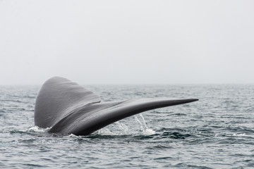 Avistando ballenas © fforriol