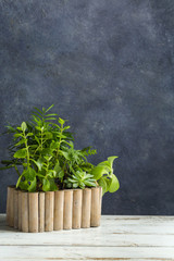 Wooden box with home plants stands on a wooden table