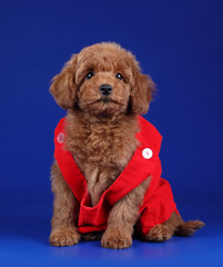 Cute little poodle puppy in clothes on a blue background
